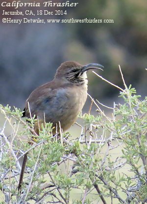 California Thrasher