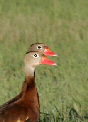 black-bellied whistling duck