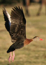 Black-bellied Whistling Duck