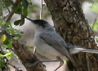 Black-capped Gnatcatcher