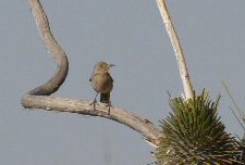 Bendire's Thrasher