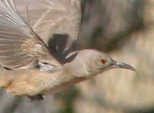 Bendire's Thrasher