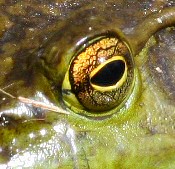 bullfrog