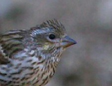 Cassin's Finch