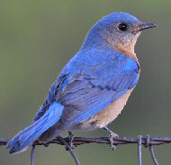 eastern bluebird