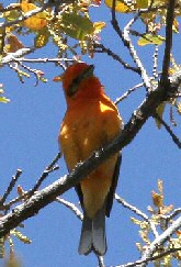 Flame-colored Tanager