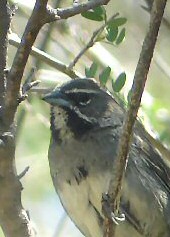 Five-striped Sparrow