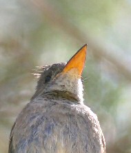 greater pewee