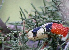 sonoran mountain kingsnake