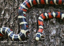 sonoran mountain kingsnake