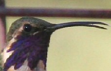 Lucifer Hummingbird