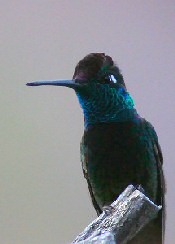 magnificent hummingbird