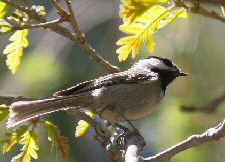 Mexican Chickadee