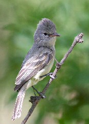 Northern Beardless Tyrannulet