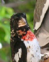 rose-breasted grosbeak