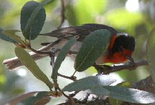 Red-faced Warbler