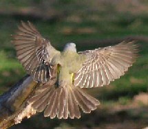 Tropical Kingbird