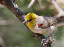 Verdin