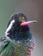 white-eared hummingbird