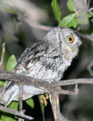 Whiskered Screech-Owl