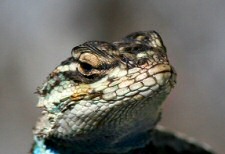 Yarrow's Spiny Lizard