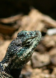 Yarrow's Spiny Lizard