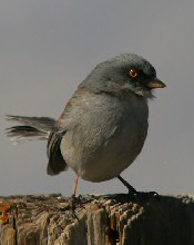 Yellow-eyed Junco