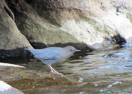 American Dipper