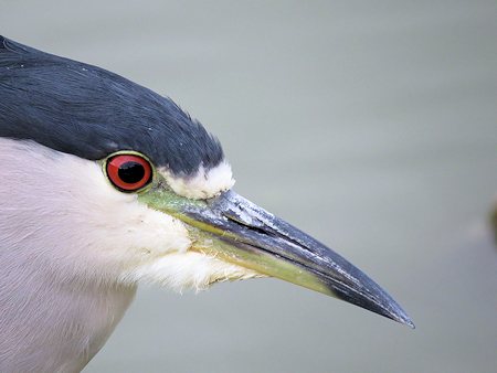 Black-crowned Night Heron