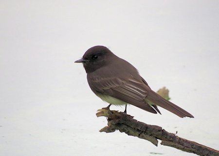 Black Phoebe