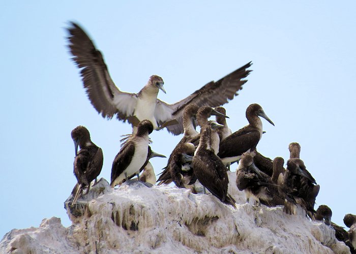 Blue-footed Booby