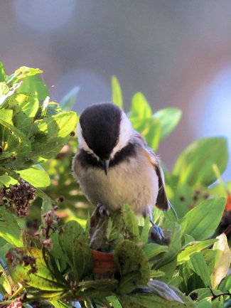 Mountain Chickadee