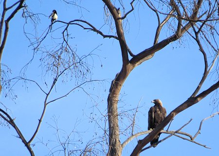 Golden Eagle