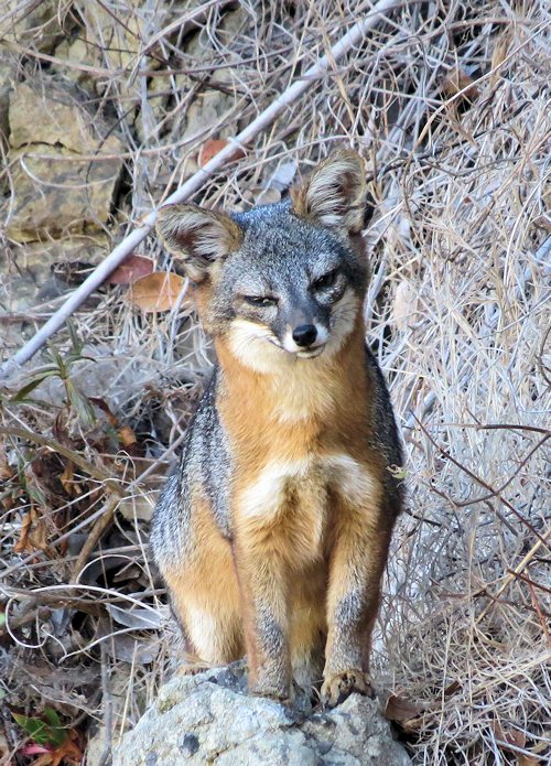 Island Fox