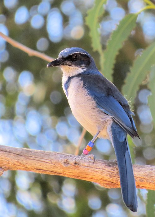 Island Scrub-Jay