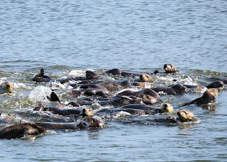 Otters