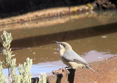 Pygmy Nuthatch