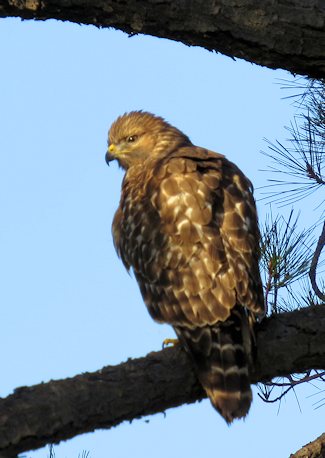 Red-shouldered Hawk