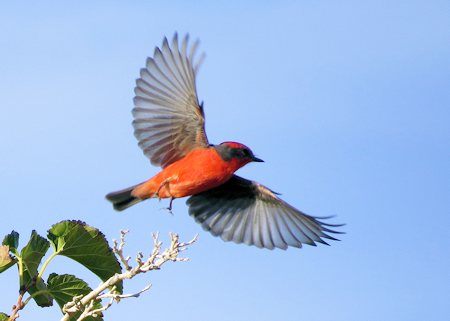 Vermilion Flycatcher