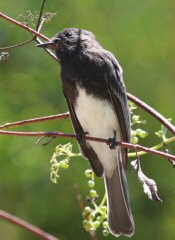 black phoebe