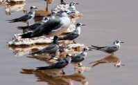 black tern