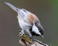 chestnut-backed chickadee