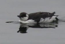 common murre