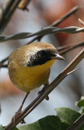 common yellowthroat