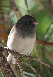 dark-eyed junco