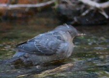 american dipper