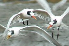 elegant tern