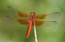 flame skimmer