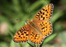 fritillary