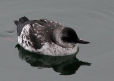 pigeon guillemot